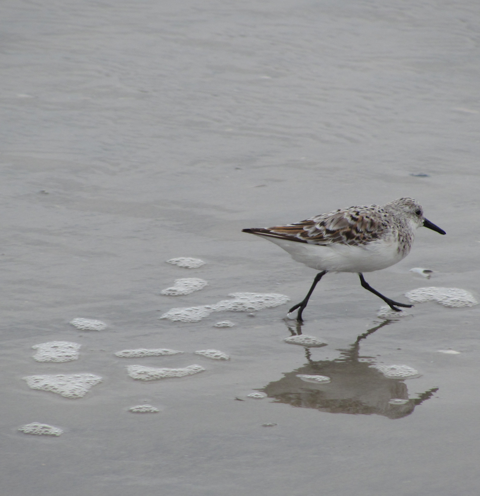 Piping Plover