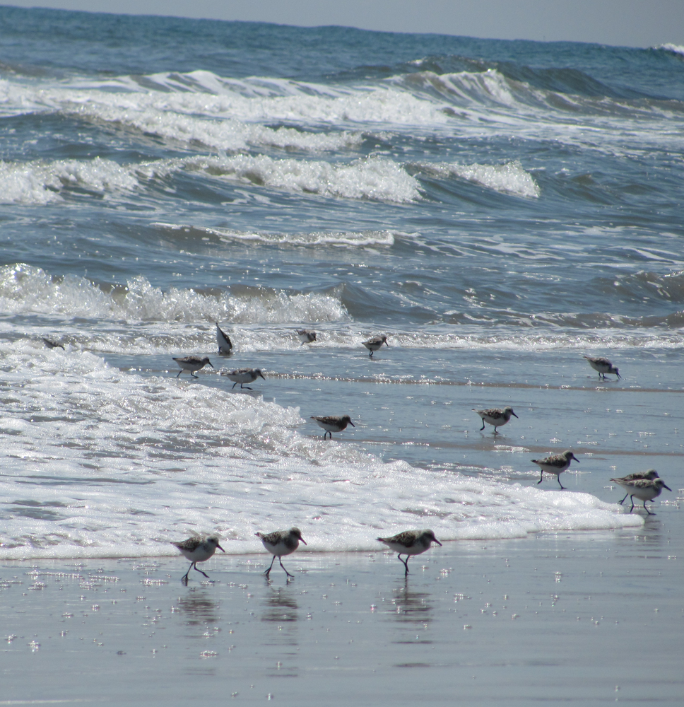 Piping Plovers