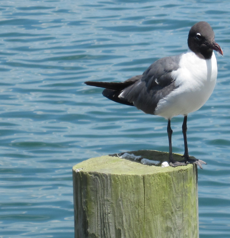 Sea Gull